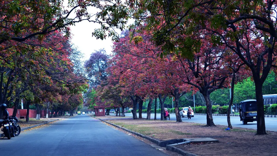 Tree-lined avenue in Chandigarh