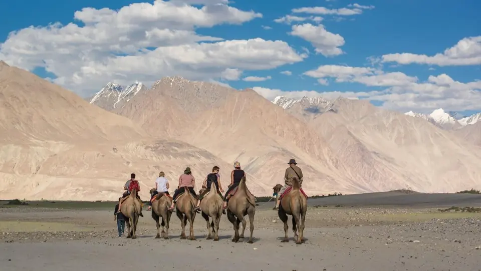 Riders on double-humped camels at the Hunder sand dunes, Nubra Valley